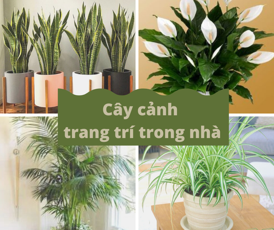 Gợi ý cây cảnh trang trí trong nhà